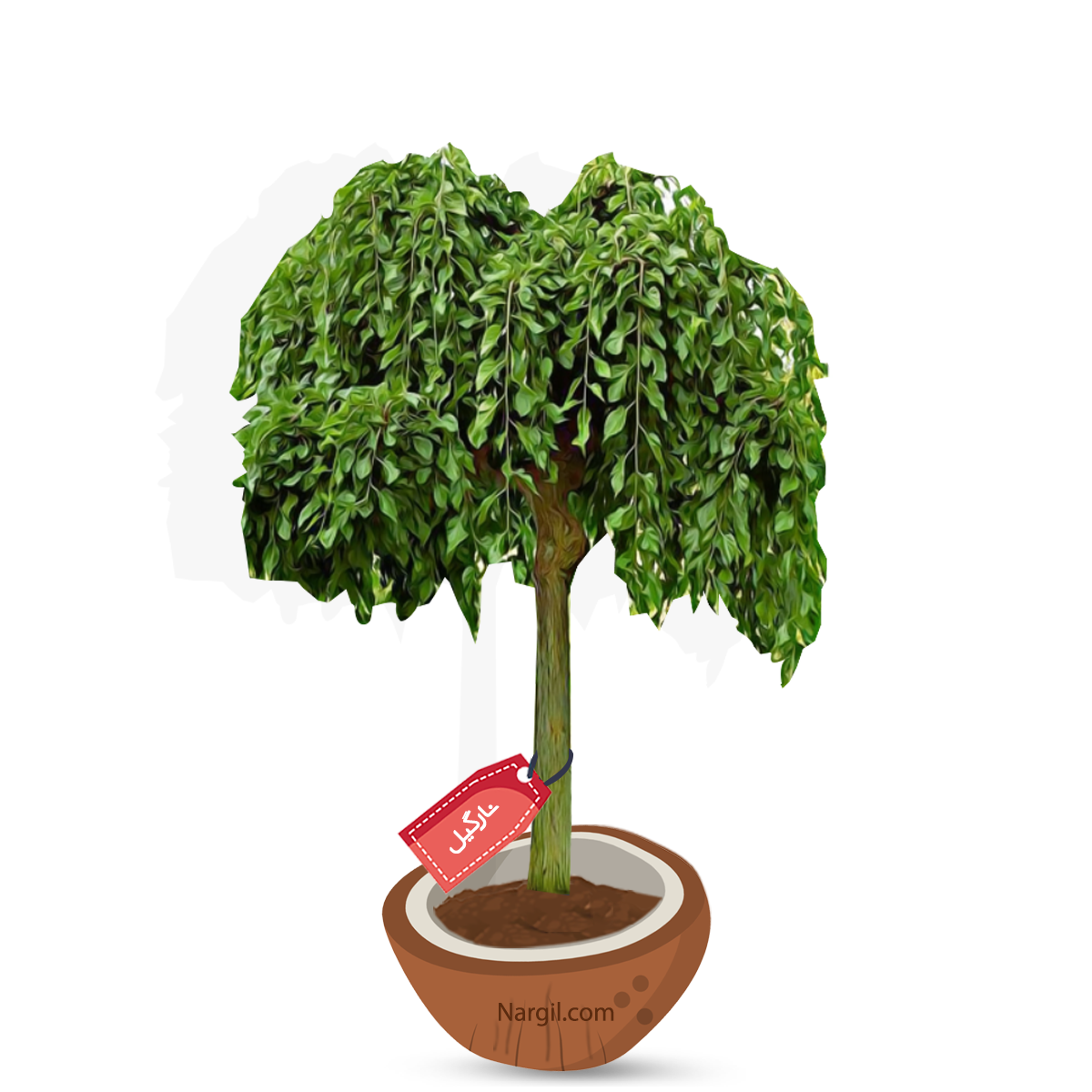  Nargil - white mulberry